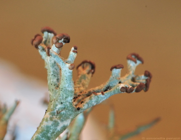 Cladonia  uncialis?